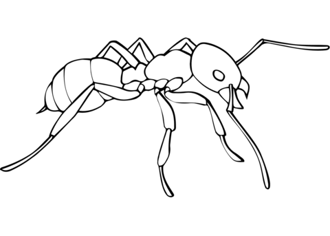 Worker Ant Female Coloring Page